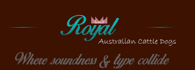 Royal Australian Cattle Dogs