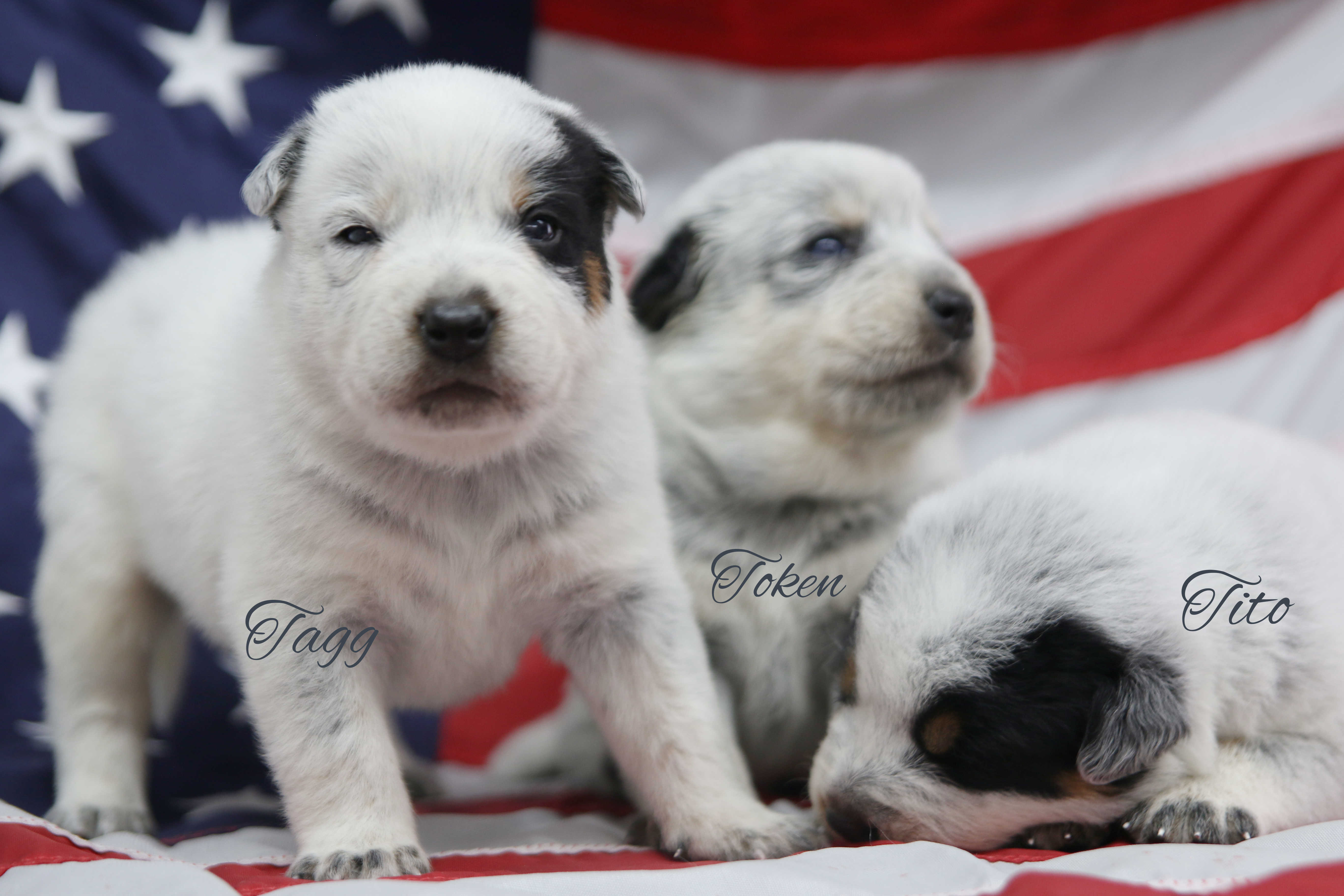 Puppies Available – Royal Australian Cattle Dogs